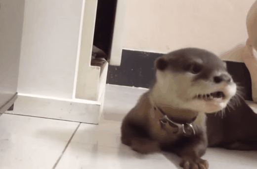 水獭 自嗨 otter