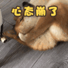 萌宠 汪星人 心态崩了 难受 搞怪 呆萌