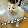 萌宠 喵星人 人家下次不敢了 不要生气了好不好 呆萌 可爱
