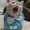 萌宠 猫星人 咆哮 嗷呜 呆萌 可爱