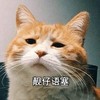 萌宠 喵星人 语塞 难受 呆萌 搞怪