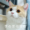 萌宠 猫 猫咪 喵星人 想你