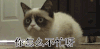 猫 懵逼 呆萌 你怎么不忙呀