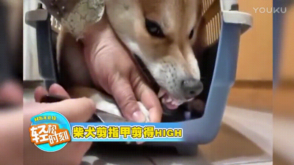 嗷嗷嗷啊 柴犬剪指甲 呲牙 表情痛苦