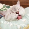 萌宠 猫星人 我要做姐姐的舔狗 开心 呆萌 可爱