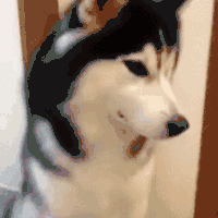 你觉得我 二哈 呆萌 可爱