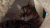 猫 动物被混蛋 嘲笑 戏弄