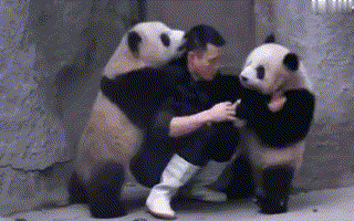 大熊猫 逗人 搞笑 可爱