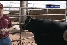 奶牛 cow 教学 视频