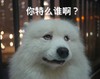 萨摩 萌宠 动物 傲娇谁 萨摩耶 汪汪星人 可爱 卖萌