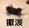 萌宠 猫星人 撒泼 无奈 呆萌 可爱