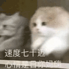 沙雕猫 猫咪 猫 可爱猫 猫表情包 猫咪表情包 小猫