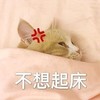 萌宠 猫星人 不想起床 生气 呆萌 可爱