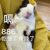 萌宠 仓鼠 吃饱了 我要睡了 呆萌 可爱