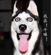 狗狗 张大嘴 伸舌头 我在干嘛
