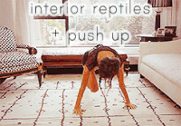 减肥 锻炼 运动 健身 interior reptiles pushup