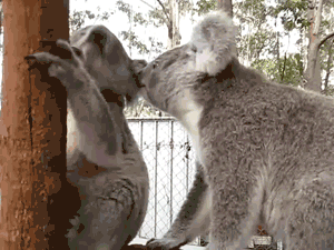 考拉 放松 爱情 萌化了 动物  koala