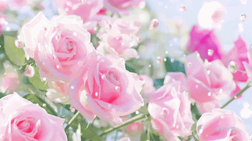 粉色 花 漂亮  春日时光 花开时节 表白