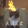 萌宠 猫星人 火冒三丈 生气 呆萌 可爱