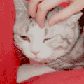 猫咪 按摩 享受 可爱