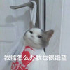 萌宠 猫星人 我能怎么办 我也很绝望 呆萌 可爱