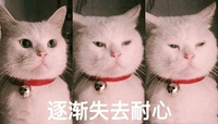 猫咪 可爱猫 逐渐失去耐心