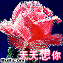 情人节gif 温馨gif 可爱gif 天天想你gif