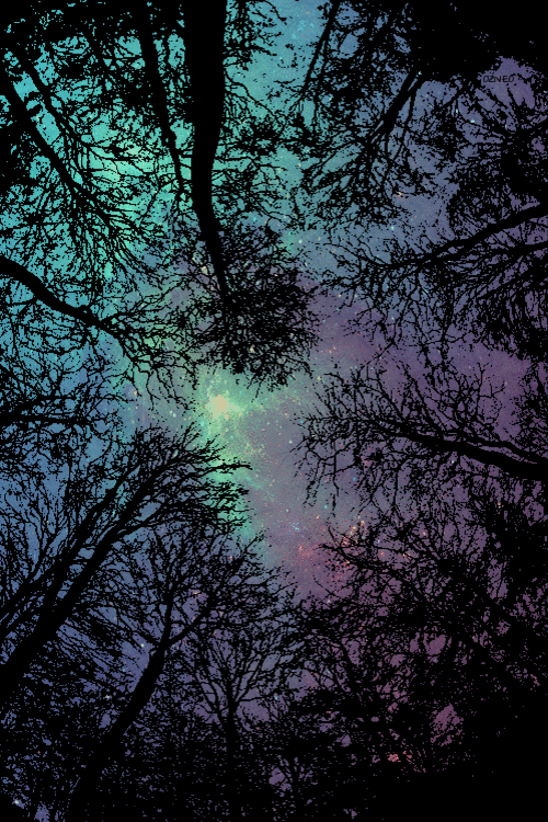 森林 天空 星系 夜晚 大自然 神奇