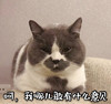 萌宠 猫星人 呵呵 我哪敢有意见啊 搞怪 呆萌
