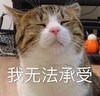 萌宠 喵星人 我无法承受 难受 搞怪 逗