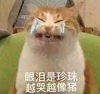 萌宠 猫星人 珍珠是眼泪 越哭越像猪 呆萌 可爱