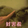 猫 好害羞