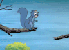 松鼠 squirrel