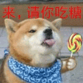 吃糖 狗 柴犬