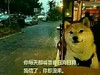 你却没来 柴犬 等待 眼神