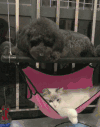 狗狗 猫咪 趴着 可爱 宠物