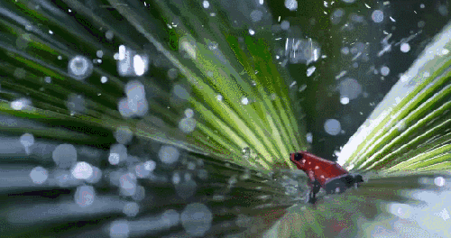 下雨 地球脉动 淋雨 纪录片 青蛙