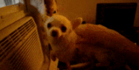 萌宠 吉娃娃 Chihuahua