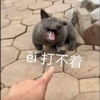 萌宠 汪星人 打不着 得意 搞怪 逗