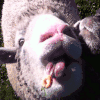 绵羊 魔性 鬼畜 sheep