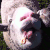 绵羊 魔性 鬼畜 sheep