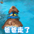 柯基 可爱 爸爸走了 soogif soogif出品