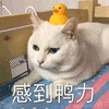 猫 鸭子 压力 可爱 呆萌