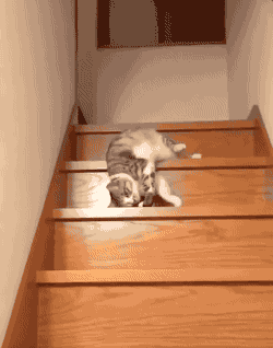 猫猫 下楼梯 掉地上 欢乐