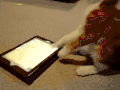 猫咪 电脑 可爱 搞笑