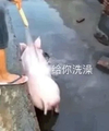 萌宠 猪 给你洗澡 快来洗澡 呆萌 搞怪