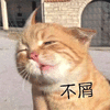 不屑 猫 拒绝