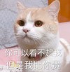 萌宠 喵星人 你可以看不起我 但是我比你贵 可爱 呆萌