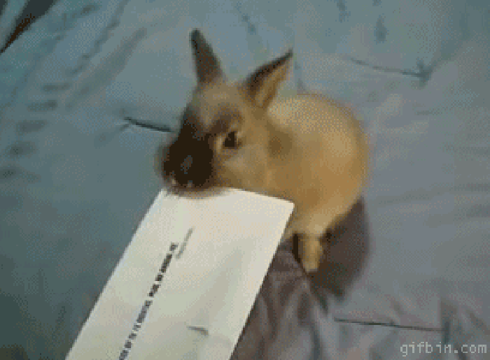 兔子 咬住 信封 可爱