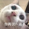 萌宠 猫星人 你再说一遍 生气 搞怪 逗